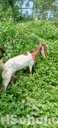 বিটল ছাগল